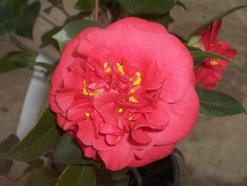 CAMELLIA 'benodet'