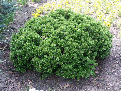 Epine vinette - BERBERIS buxifolia 'Nana' - Arbuste