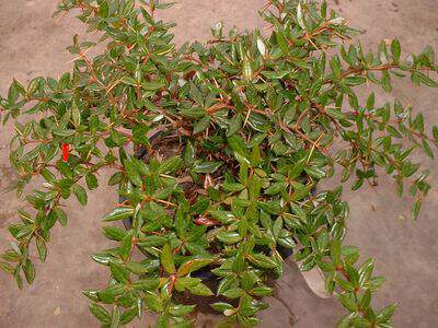 Epine vinette - BERBERIS frikartii 'Amstelveen' - Arbuste