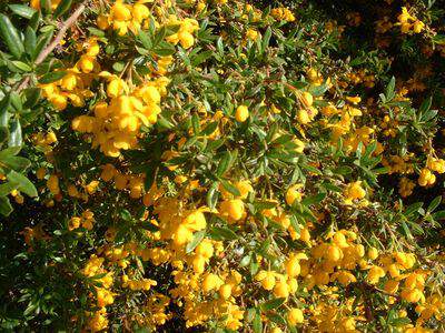 Epine vinette - BERBERIS stenophylla - Arbuste