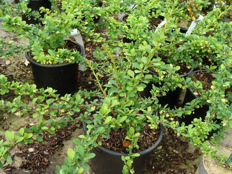 Epine vinette - BERBERIS thunbergii Green carpet - Arbuste