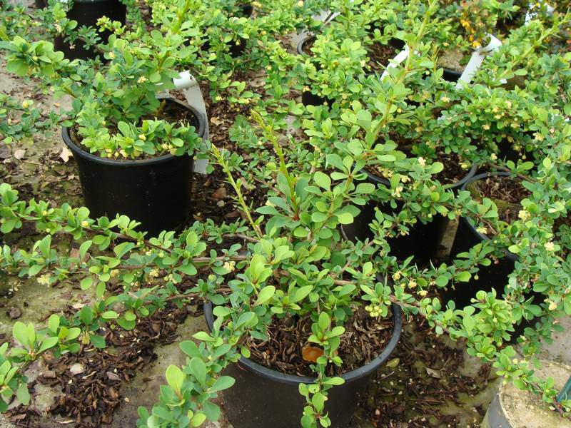 Epine vinette - BERBERIS thunbergii 'Green carpet' - Arbuste