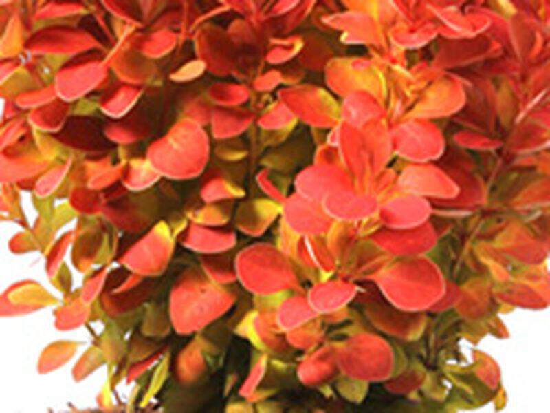 Epine vinette - BERBERIS thunbergii 'Orange Ice' - Arbuste