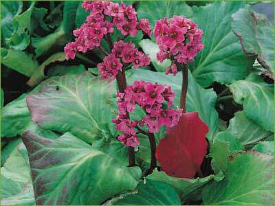 Bergenia - BERGENIA cordifolia - Vivace