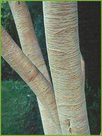 Betula costata 