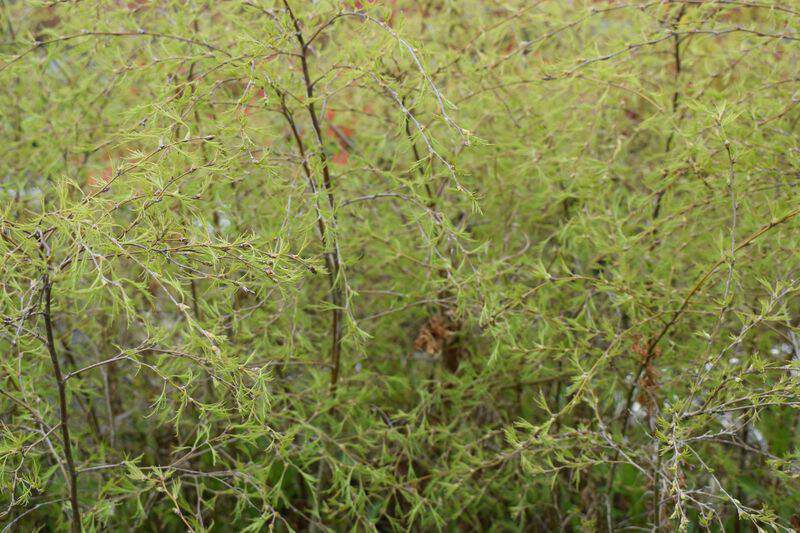 Bouleau pleureur ‘Karaca’ - BETULA pendula ‘Karaca’ - Vivace