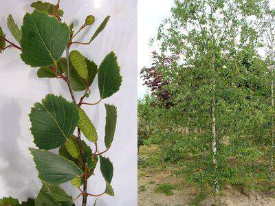  BETULA verrucosa 