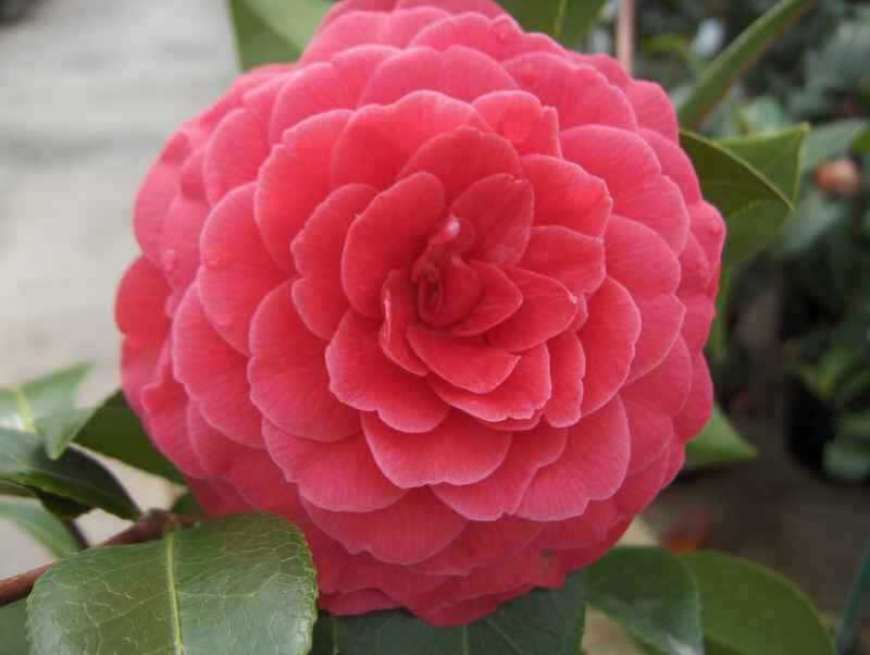 CAMELLIA 'black lace'