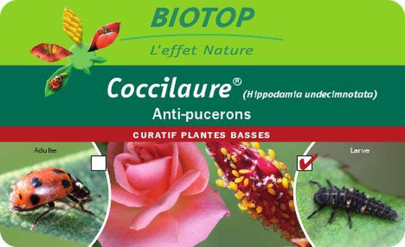 - - BIOTOP Coccinelle - Coccilarve 50 larves (Pucerons) - Lutte biologique et protection