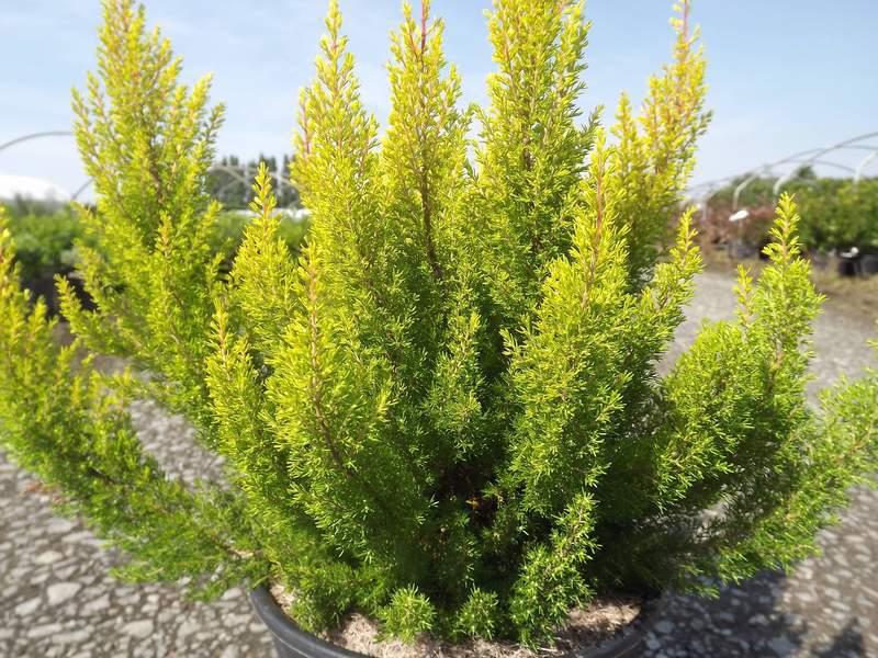 Bruyère en arbre - BRUYERE - ERICA arborea 'Estrella Gold' - Arbuste