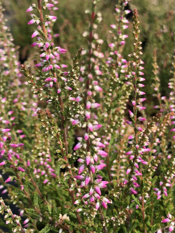 Bruyère d'été - BRUYERE - CALLUNA vulgaris 'Marlies' - Arbuste