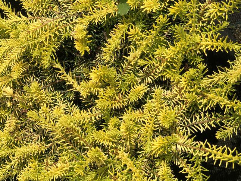 Bruyère des neiges - BRUYERE - ERICA carnea 'Golden starlet' - Arbuste