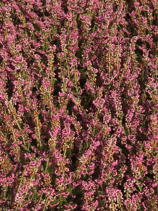 Bruyère griffithsii - BRUYERE - ERICA vagans griffithsii 'Jacqueline' - Arbuste