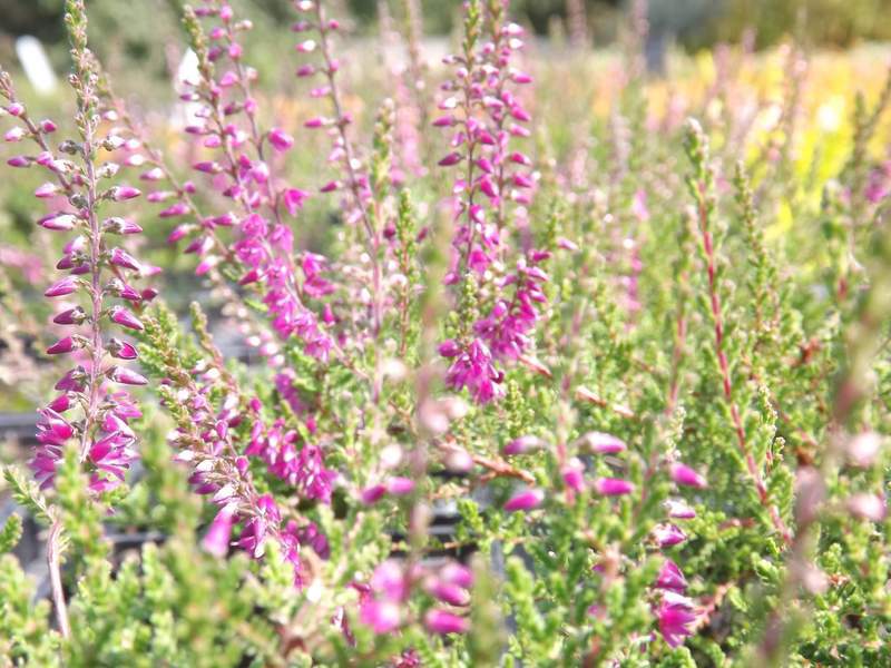 Bruyère commune - BRUYERE - CALLUNA vulgaris 'Allegro' - Arbuste