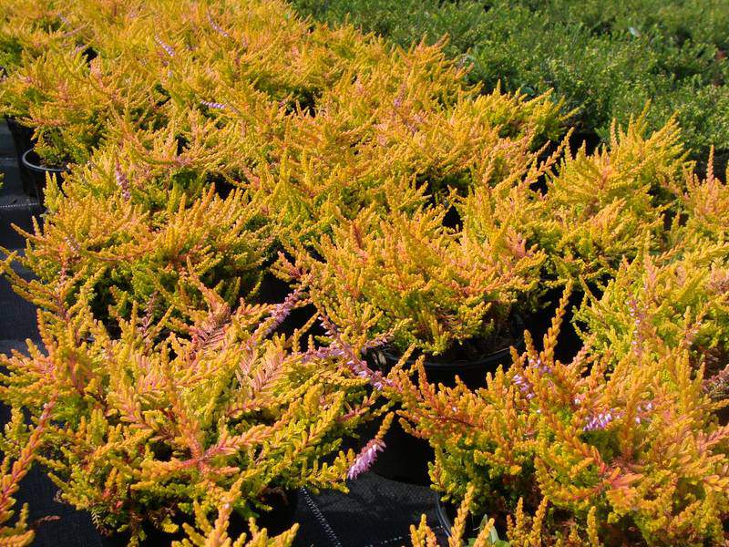 Bruyère commune - BRUYERE - CALLUNA vulgaris 'Dart's Flamboyant' - Arbuste