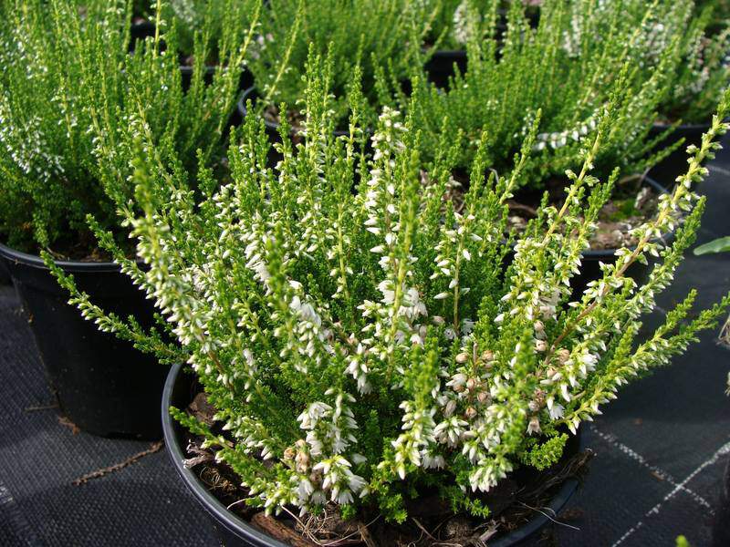 Bruyère commune - BRUYERE - CALLUNA vulgaris Long White - Arbuste