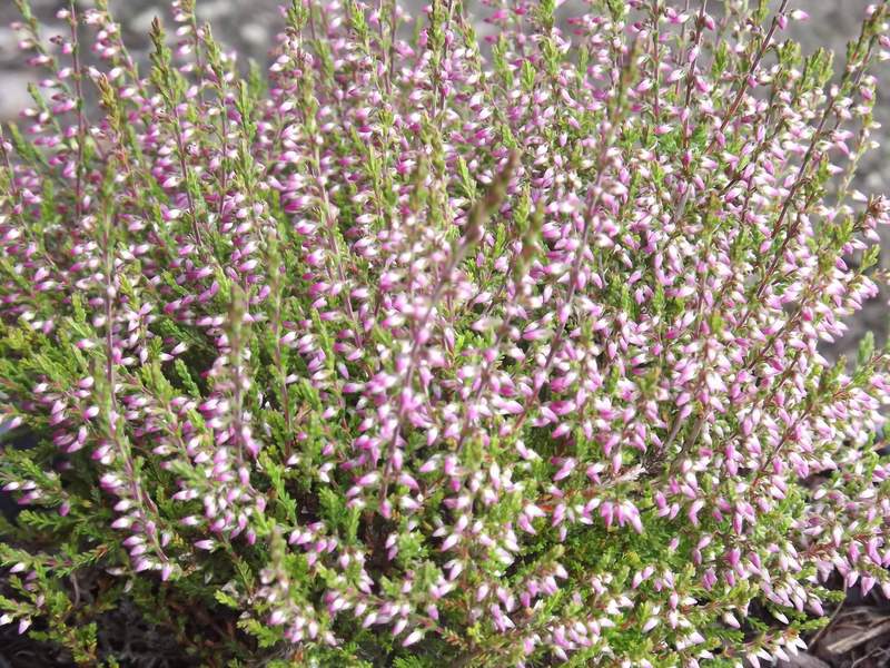 Bruyère commune - BRUYERE - CALLUNA vulgaris 'Marleen' - Arbuste