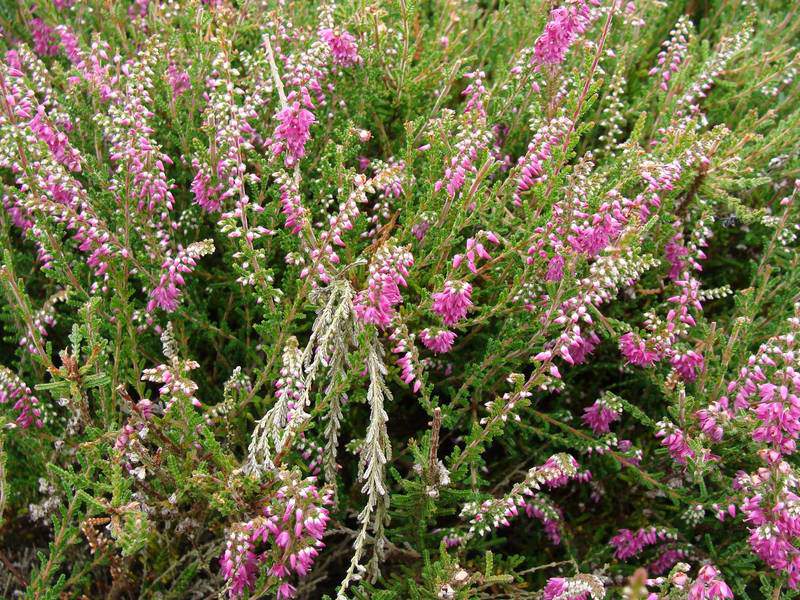 Bruyère commune - BRUYERE - CALLUNA vulgaris 'Red Favorite' - Arbuste