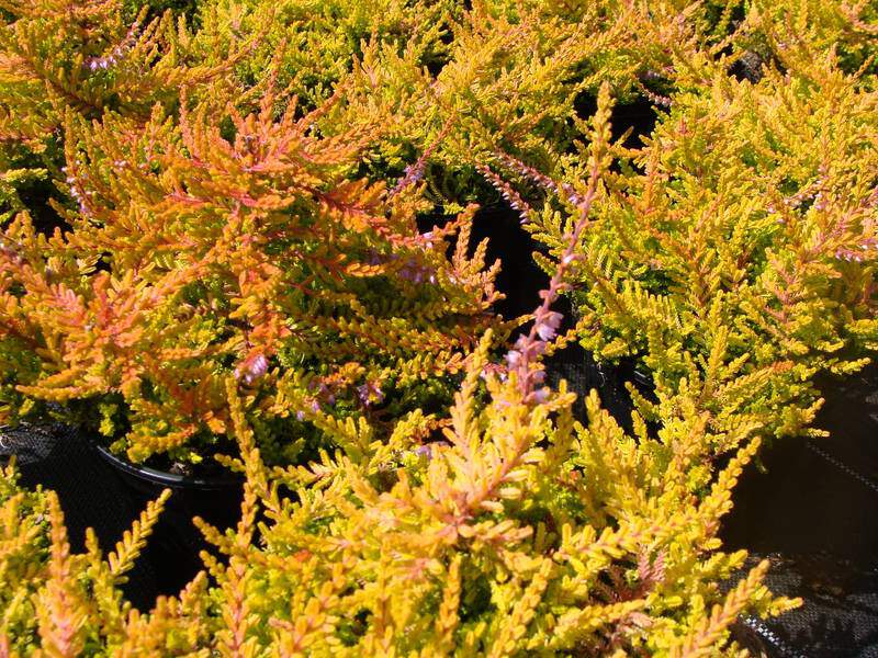 Plaquettes jaunes engluées pour plantes d'appartement. Hauteur 13 cm