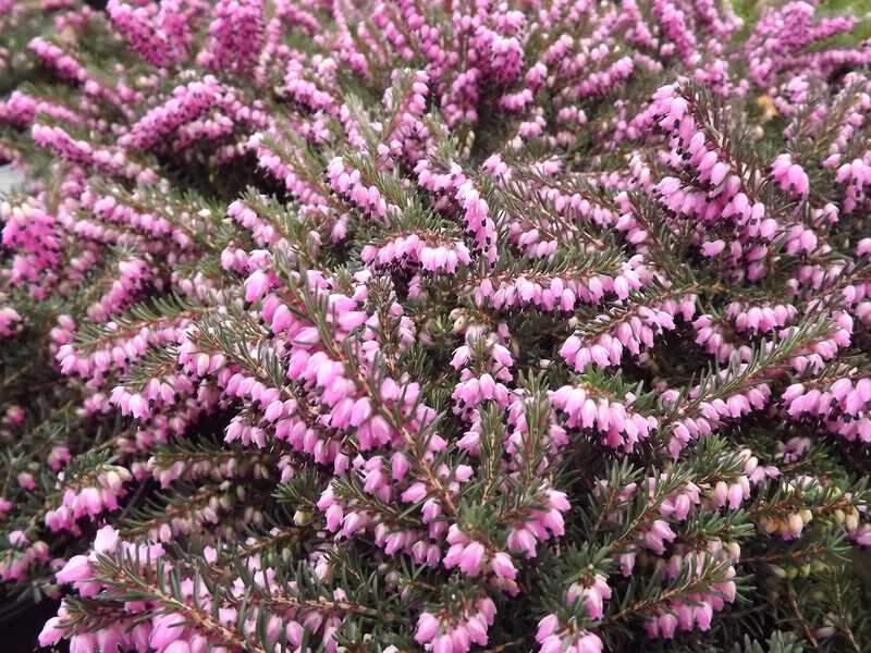 Bruyère - BRUYERE - ERICA darleyensis 'Kramer's Rote' - Arbuste