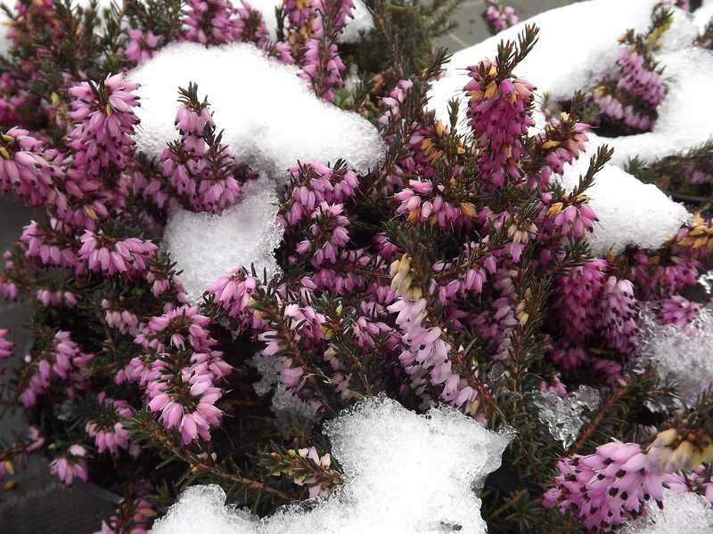 Bruyère des neiges - BRUYERE - ERICA carnea Ruby Glow - Arbuste