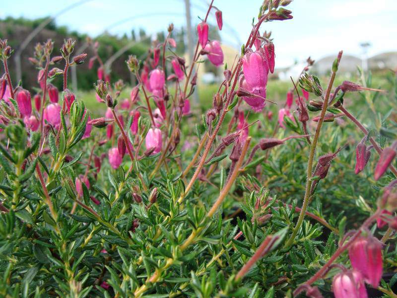 Bruyère d'Irlande - BRUYERE - DABOECIA cantabrica 'Waley's Red' - Arbuste