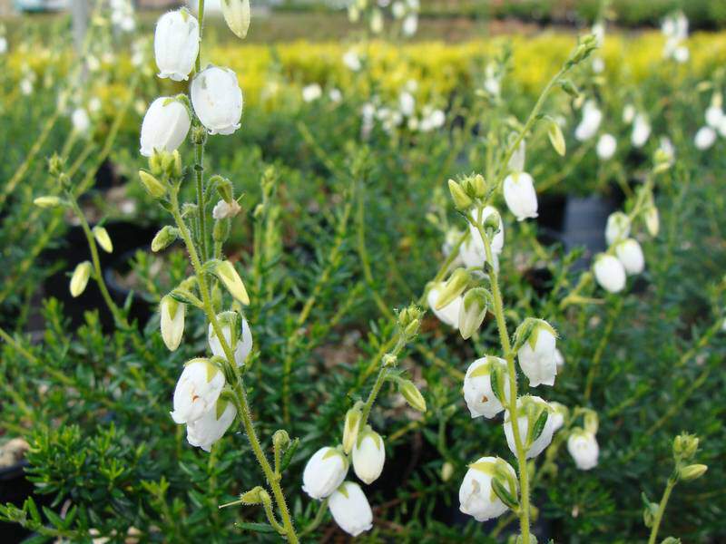 Bruyère d' Irlande - BRUYERE - DABOECIA cantabrica 'Alba' - Arbuste