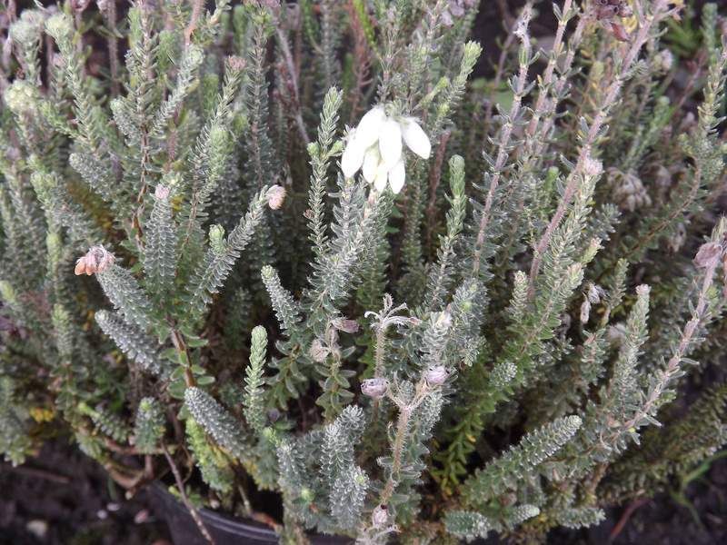 Bruyere tetragone - BRUYERE - ERICA tetralix 'Alba' - Arbuste