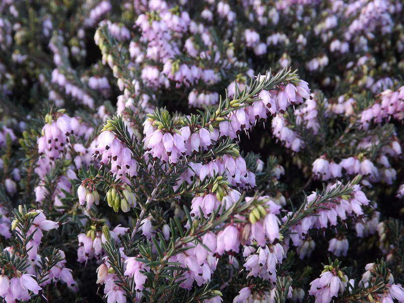 Bruyère - BRUYERE - ERICA darleyensis 'A. Foster' - Arbuste