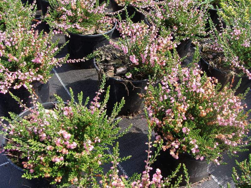 Bruyère commune - BRUYERE - CALLUNA vulgaris 'J.H Hamilton' - Arbuste