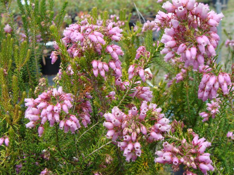 Bruyère du Portugal - BRUYERE - ERICA lusitanica - Arbuste