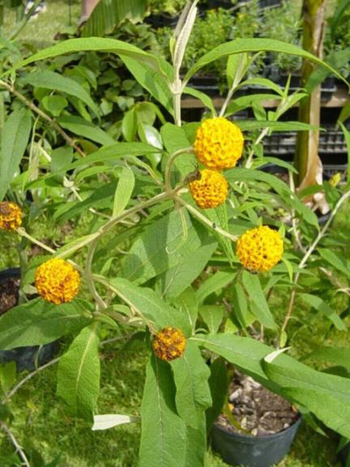 Arbre aux papillons - BUDDLEJA 'Globosa' - Arbuste