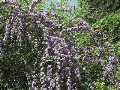 Arbres aux papillons - BUDDLEJA alternifolia - Arbuste