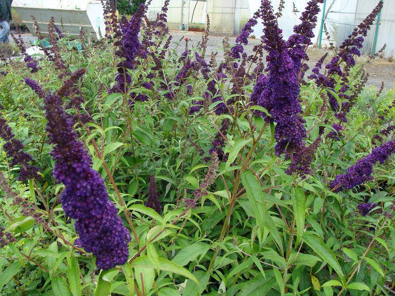 Arbre aux papillons - BUDDLEJA davidii 'Black Knight' - Arbuste