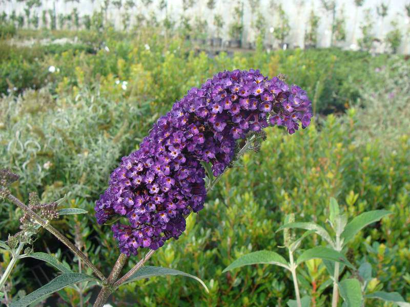 Arbre aux papillons - Buddleja davidii 'Empire Blue