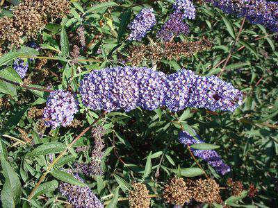 Arbre aux papillons - BUDDLEJA davidii 'Nanho blue' - Arbuste