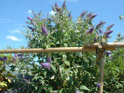 Arbre aux papillons - BUDDLEJA 'Lochinch' - Arbuste