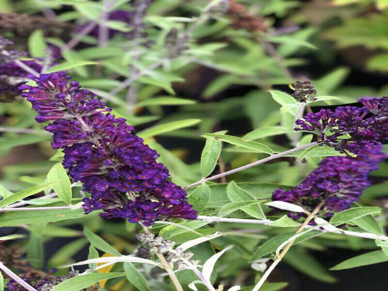 Arbre aux papillons - BUDDLEJA davidii 'Adonis blue®' - Arbuste