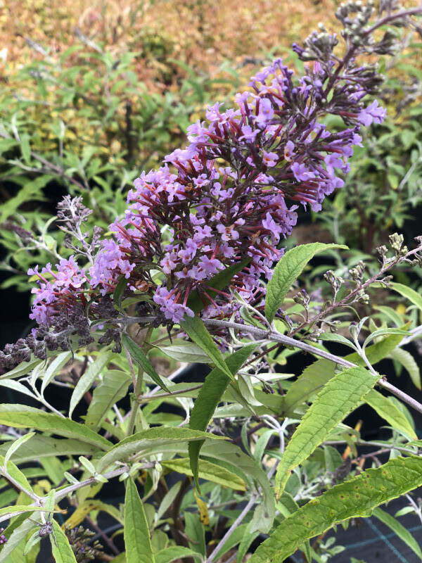 Arbre aux papillons - BUDDLEJA davidii 'Wisteria Lane' - Arbuste