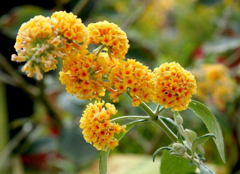 Arbre aux papillons - BUDDLEJA weyeriana 'Sungold' - Arbuste