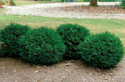 Buis 'Green Mound' - BUXUS sempervirens Green Mound - Arbuste