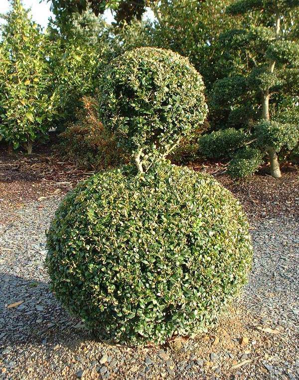 Buis  - BUXUS sempervirens - Arbuste