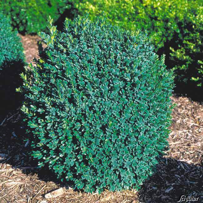 Buis 'Blauer Heinz' - BUXUS sempervirens 'Blauer Heinz' - Arbuste