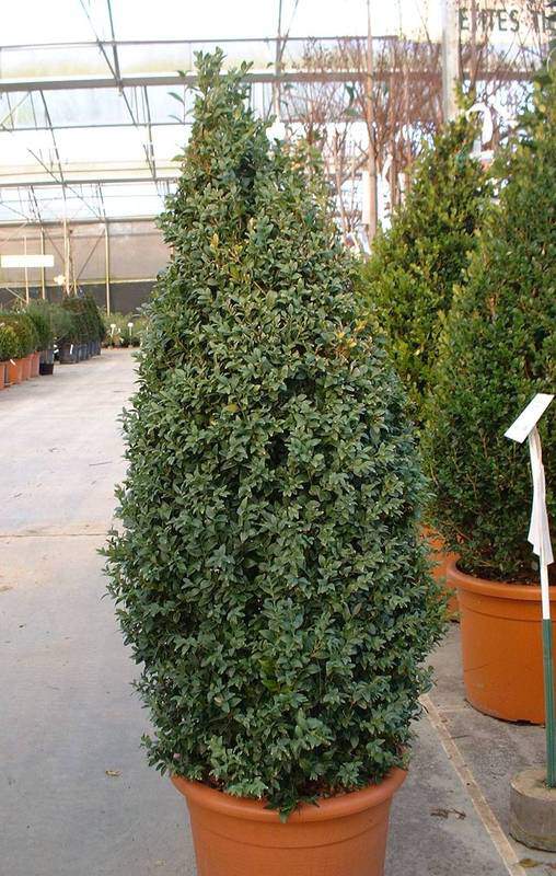 Buis  - BUXUS sempervirens 'Pyramidalis' - Arbuste