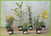 c - jeunes plants