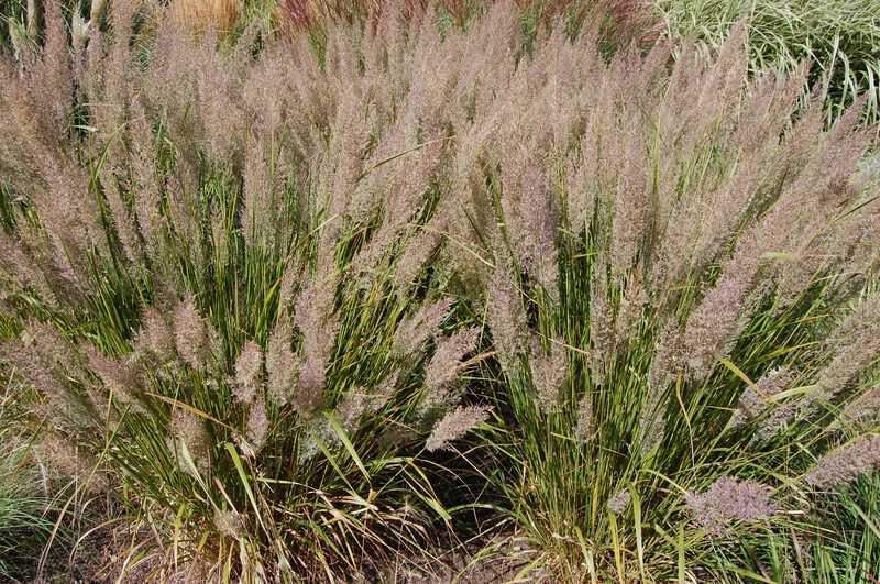 Calamagrostide - CALAMAGROSTIS brachytricha - Graminées