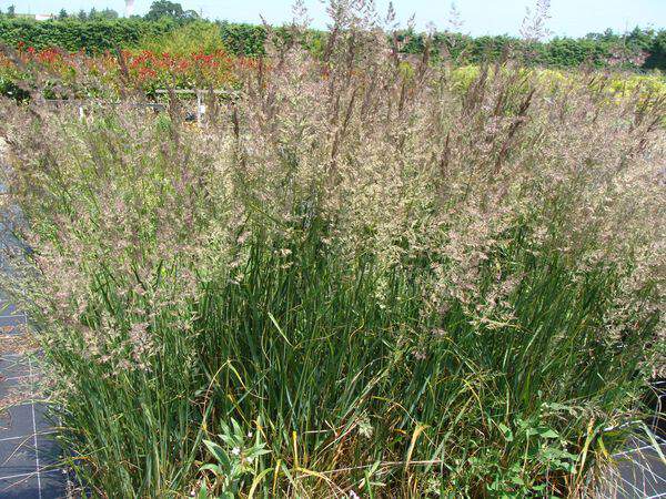 Calamagrostide - CALAMAGROSTIS acutiflora 'Karl Foerster' - Graminées