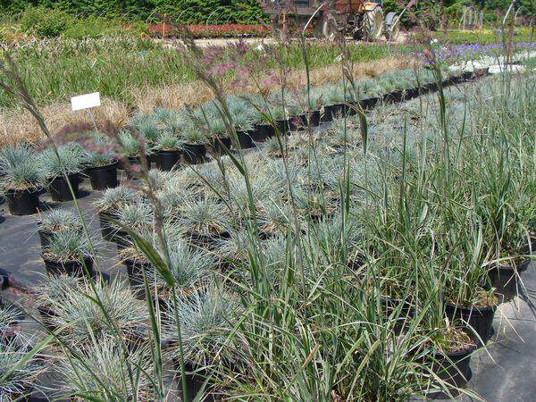 Calamagrostide - CALAMAGROSTIS acutiflora 'Overdam' - Graminées