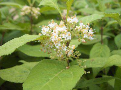 Callicarpa blanc - CALLICARPA dichotoma 'Albibacca' - Arbuste