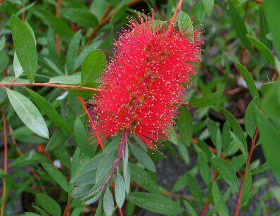 Rince bouteille, CALLISTEMON, persistant, rouge - Pépinière du Penthièvre